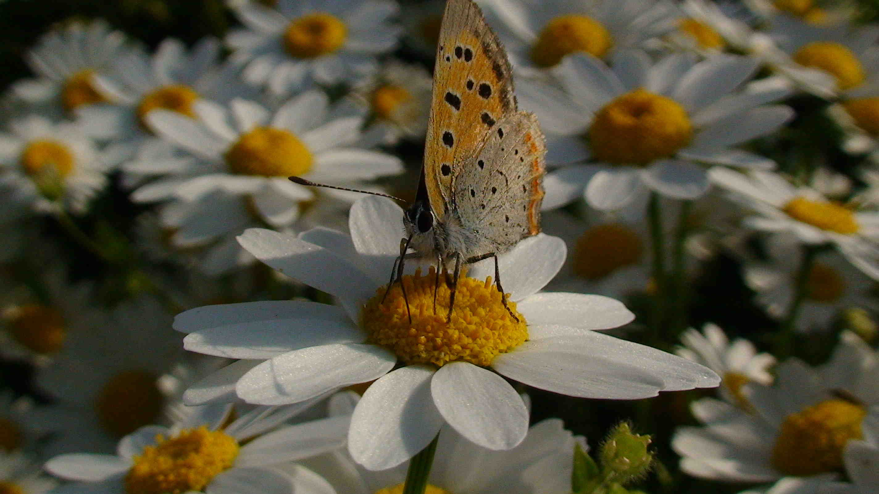 unknown butterfly