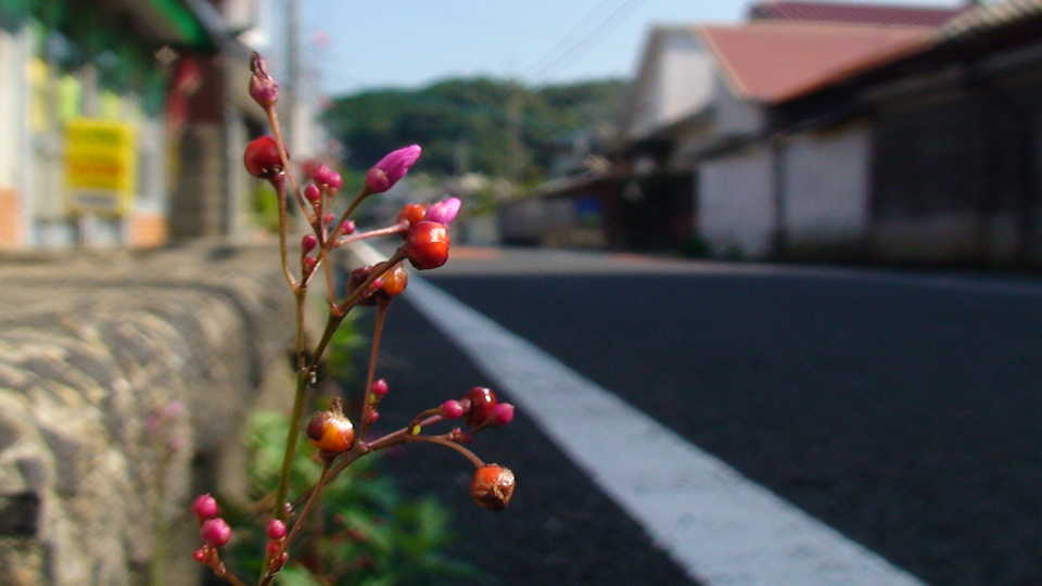 roadside