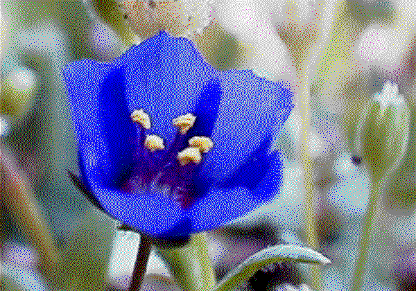 area of drawing - unknown flower ( blue 2 ).