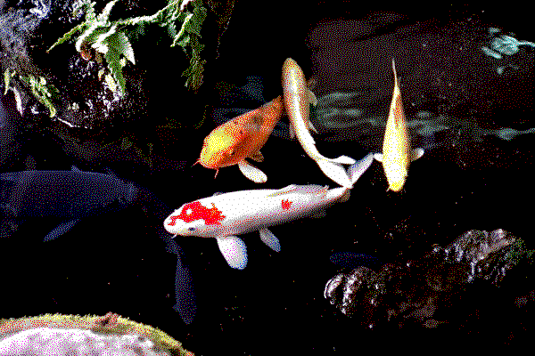 area of drawing - carps in pond.