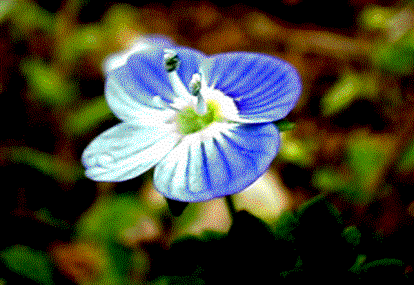 area of drawing - unknown flower ( blue 1 ).