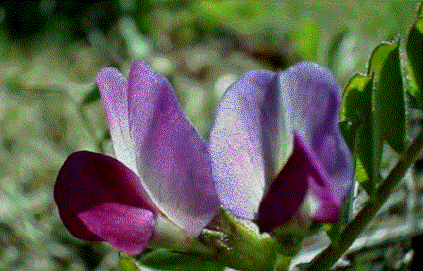 area of drawing - unknown flower ( violet 1 ).